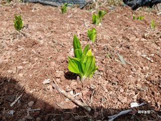 화우농원님의 자유주제 · 자유게시판 작성글 사진