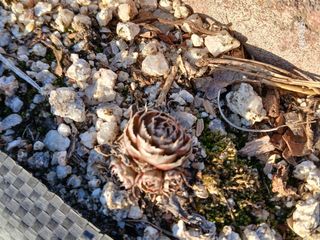 화우농원님의 자유주제 · 자유게시판 작성글 사진