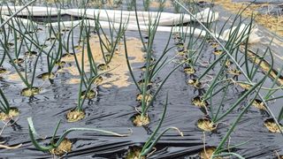 텃밭농부님의 자유주제 · 자유게시판 작성글 사진