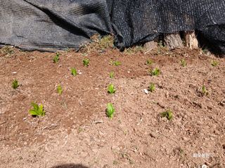 화우농원님의 자유주제 · 자유게시판 작성글 사진