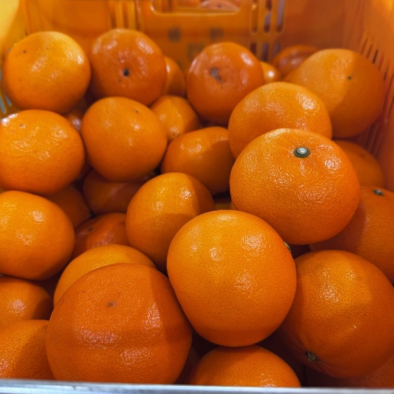 장터 상품 [특가 정품 천혜향/한라봉 ] 썸네일