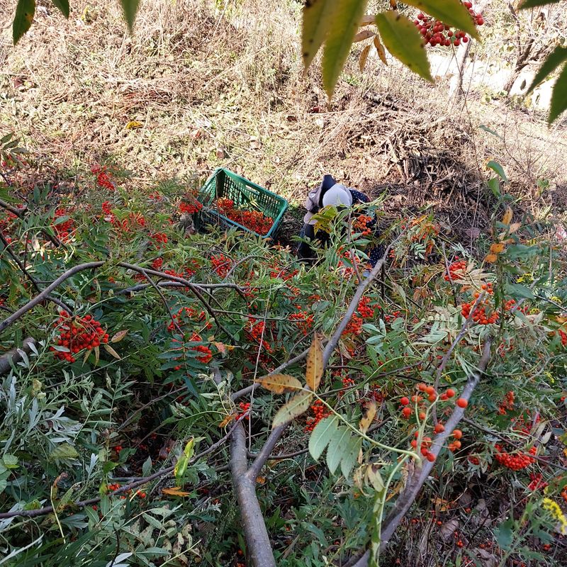 박수연님의 장터 판매 상품 [마가목열매1kg] 첨부 사진