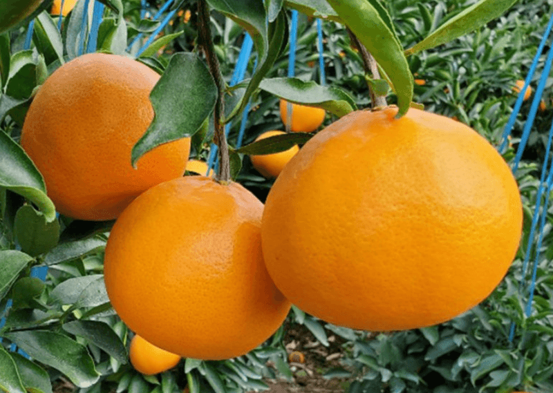 스피드번님의 장터 판매 상품 [특가 정품 천혜향/한라봉 ] 첨부 사진