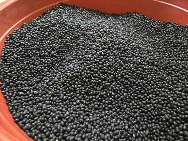 정진명님의 장터 판매 상품 [새바람 서리태 1kg] 첨부 사진