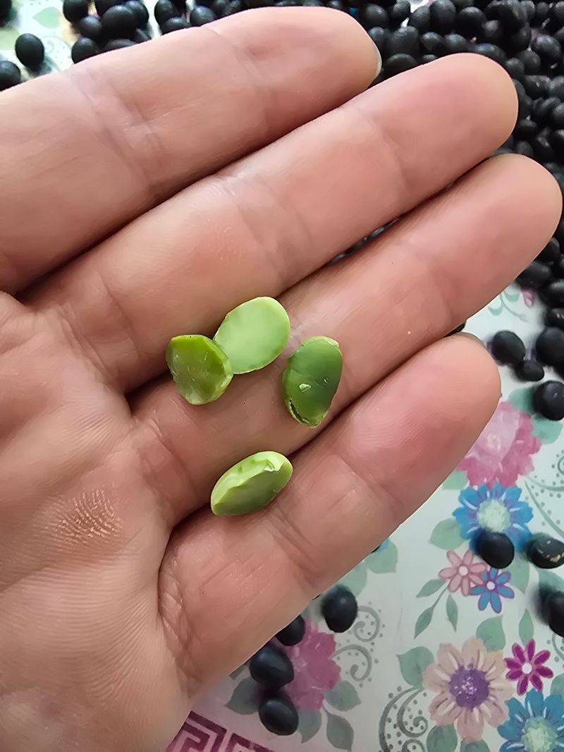 정진명님의 장터 판매 상품 [새바람 서리태 1kg] 첨부 사진