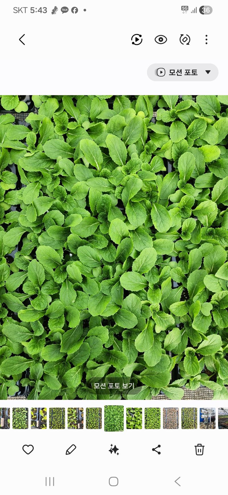 장터 상품 [봄배추모종 70구 1판] 썸네일