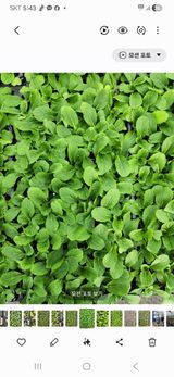 팜모닝 · 게시글 이미지