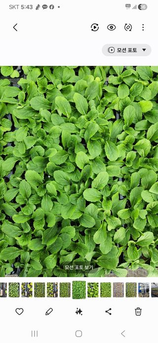 안산제일농약사님의 작성글 사진