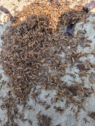 농촌사랑님의 자유주제 · 자유게시판 작성글 사진