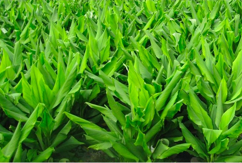 울금박사/빈덕열목사님의 장터 판매 상품 [진도울금분말캡슐화상품 4개월10일분 ] 첨부 사진