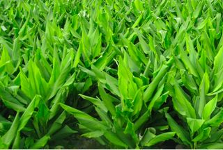 울금박사/빈덕열목사님의 작성글 사진