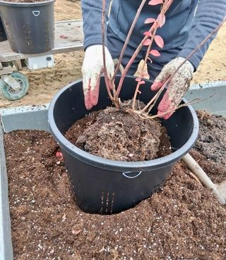 구자욱님의 블루베리 · 자유게시판 작성글 사진