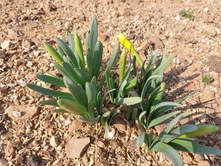 화우농원님의 자유주제 · 자유게시판 작성글 사진