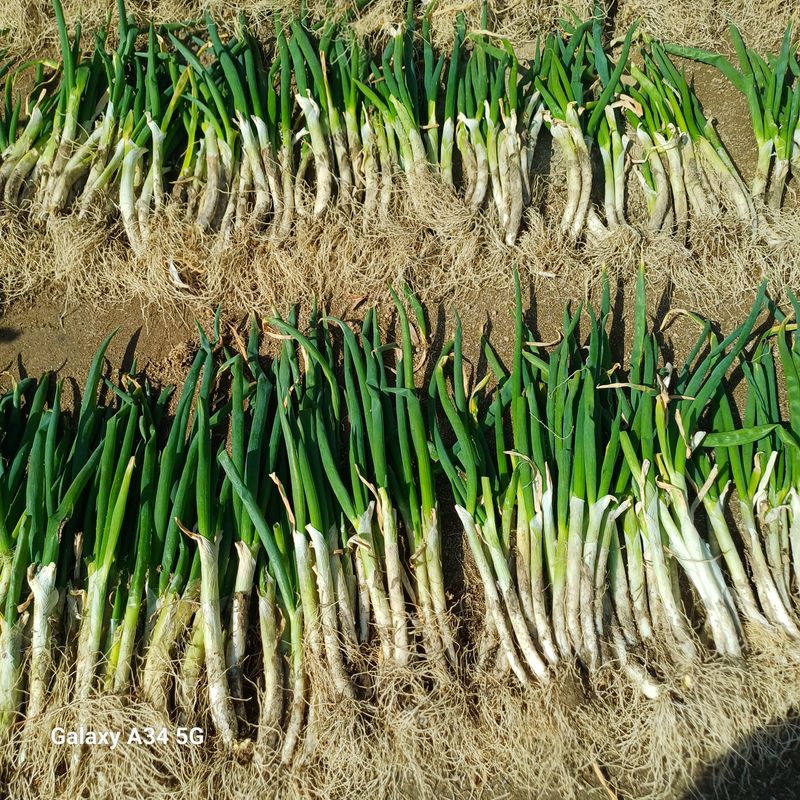 삼성농산님의 장터 판매 상품 [달래파..요술대파.삼동파] 첨부 사진