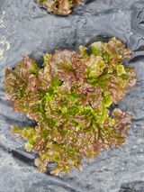 팜모닝 자유주제·자유게시판 게시글 이미지