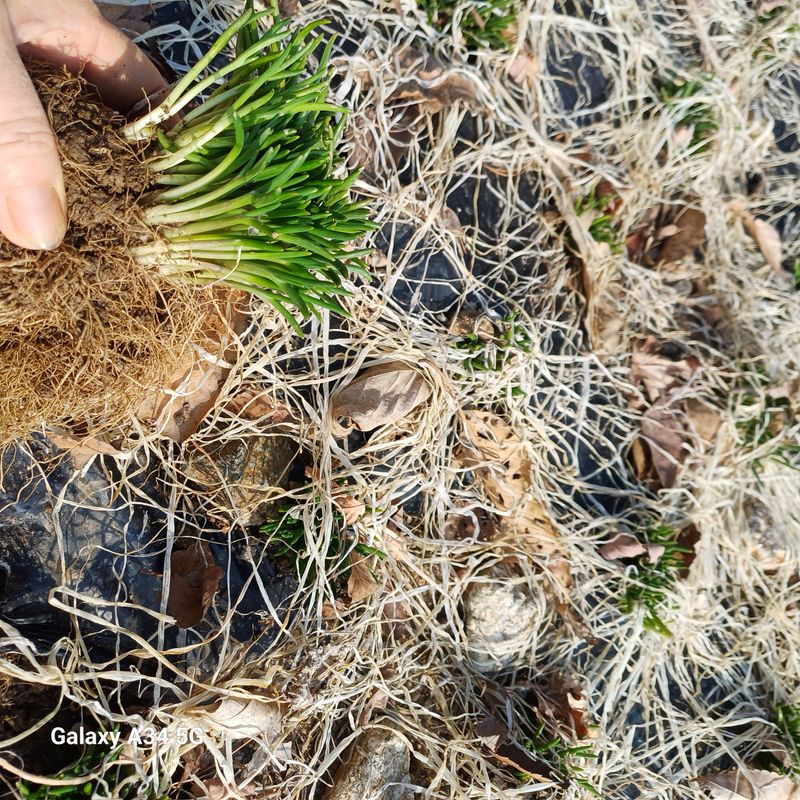삼성농산님의 장터 판매 상품 [달래파..요술대파.삼동파] 첨부 사진