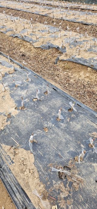 뿌리묘목농원님의 자유주제 · 자유게시판 작성글 사진