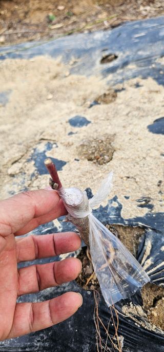 뿌리묘목농원님의 자유주제 · 자유게시판 작성글 사진