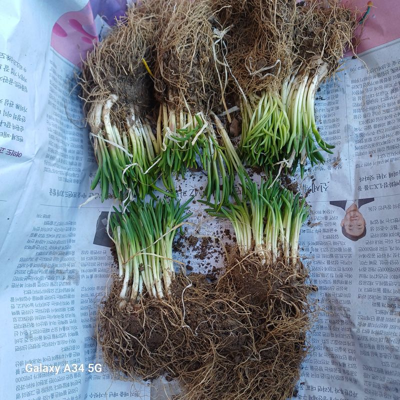 삼성농산님의 장터 판매 상품 [달래파..요술대파.삼동파] 첨부 사진