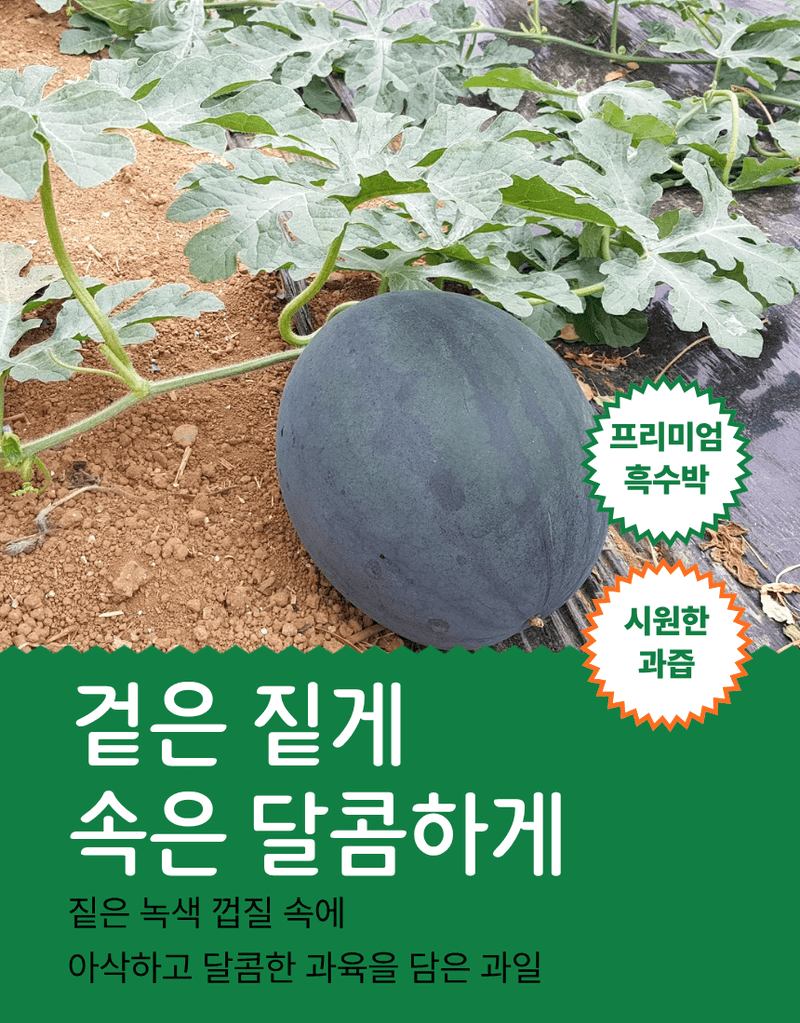과일팩토리님의 장터 판매 상품 [고당도 신선한 산지직송 프리미엄 흑수박 3kg/4kg] 첨부 사진