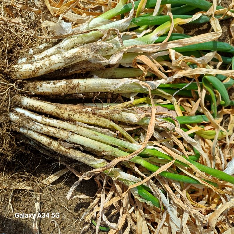 삼성농산님의 장터 판매 상품 [달래파..요술대파.삼동파] 첨부 사진