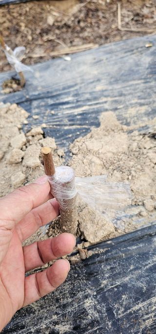 뿌리묘목농원님의 자유주제 · 자유게시판 작성글 사진