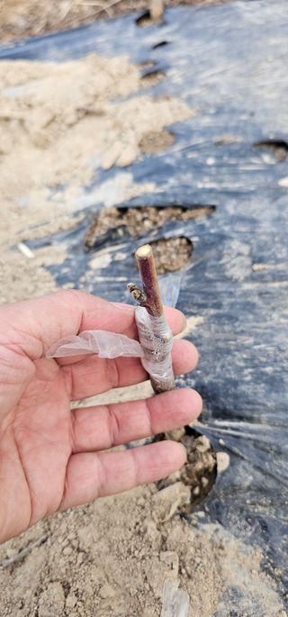 뿌리묘목농원님의 자유주제 · 자유게시판 작성글 사진