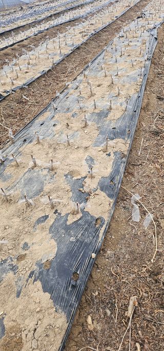 뿌리묘목농원님의 자유주제 · 자유게시판 작성글 사진