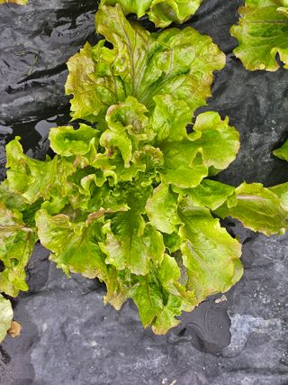 종일님의 자유주제 · 자유게시판 작성글 사진