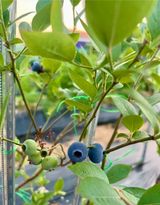 구자욱님의 블루베리·자유게시판 작성글 사진