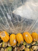 팜모닝 농사, 무엇이든 물어보세요!·참여글 게시글 이미지