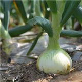 대산농사대장님의 양파·자유게시판 작성글 사진