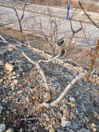 김용대님의 자유주제 · 자유게시판 작성글 사진