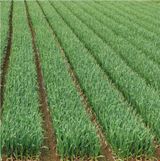 팜모닝 양파·자유게시판 게시글 이미지