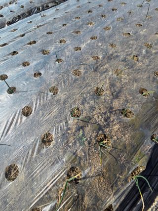 대산농사대장님의 양파 · 자유게시판 작성글 사진