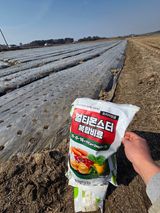 대산농사대장님의 양파·자유게시판 작성글 사진