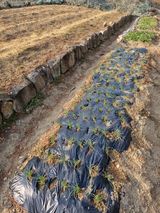 팜모닝 자유주제·자유게시판 게시글 이미지