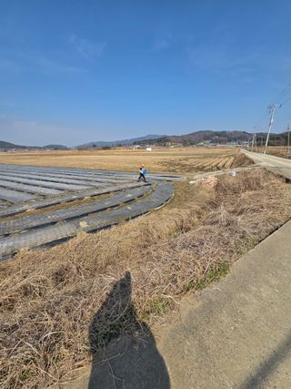 대산농사대장님의 양파 · 자유게시판 작성글 사진