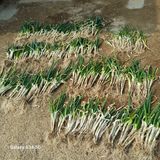 팜모닝 자유주제·자유게시판 게시글 이미지