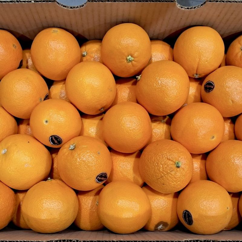 장터 상품 [특가 퓨어스펙 블랙라벨 오렌지] 썸네일