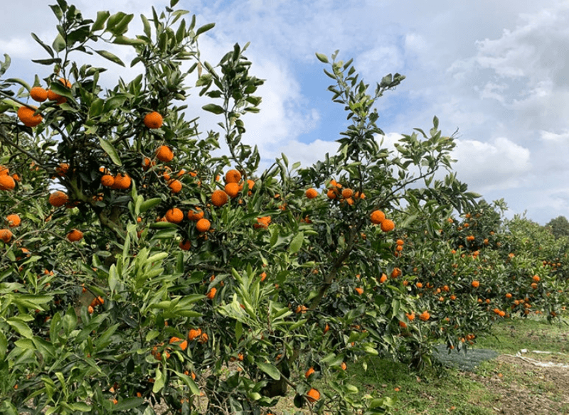 스피드번님의 장터 판매 상품 [특가 퓨어스펙 블랙라벨 오렌지] 첨부 사진