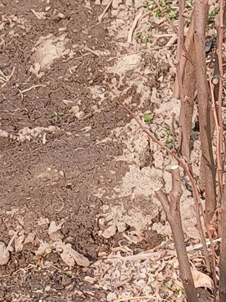 무료지식나눔 팜닥터님의 농사, 무엇이든 물어보세요! · 참여글 작성글 사진