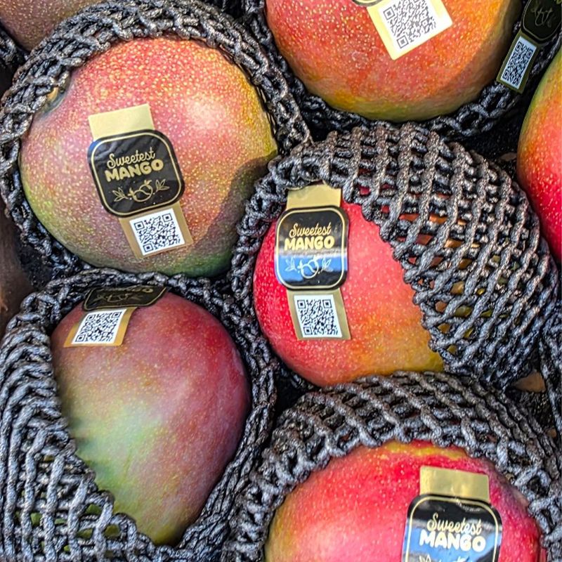 장터 상품 [초특가 애플망고 ] 썸네일