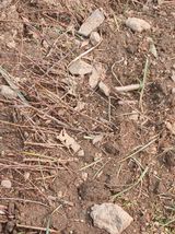 팜모닝 농사, 무엇이든 물어보세요!·참여글 게시글 이미지