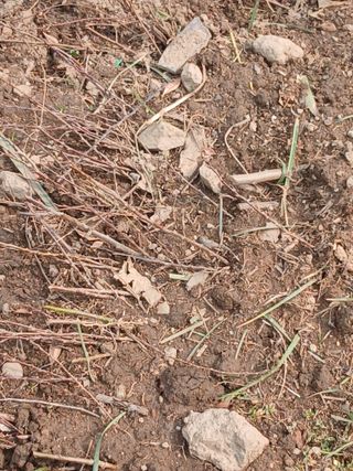 무료지식나눔 팜닥터님의 농사, 무엇이든 물어보세요! · 참여글 작성글 사진