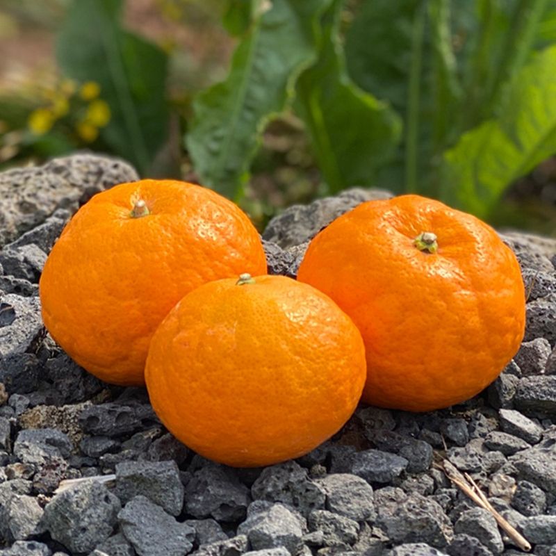 장터 상품 [제주도 카라향 ] 썸네일