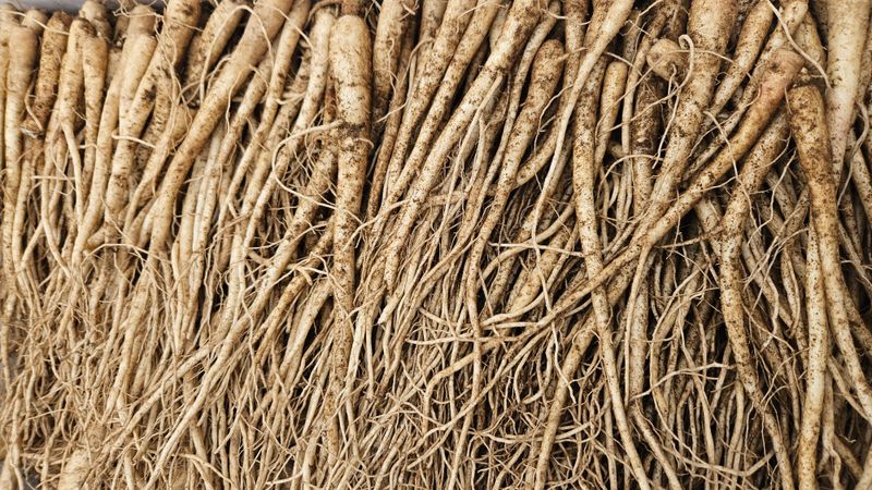 조병대님의 장터 판매 상품 [으뜸백도라지 종근용 ] 첨부 사진