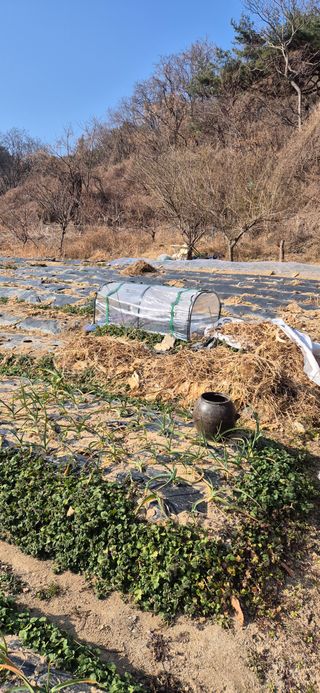 봉림동 태진농장님의 작성글 사진