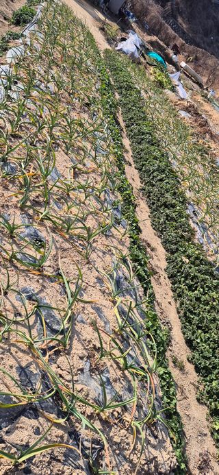 봉림동 태진농장님의 작성글 사진