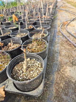 다래,엄나무,차수국님의 자유주제 · 사진전 작성글 사진